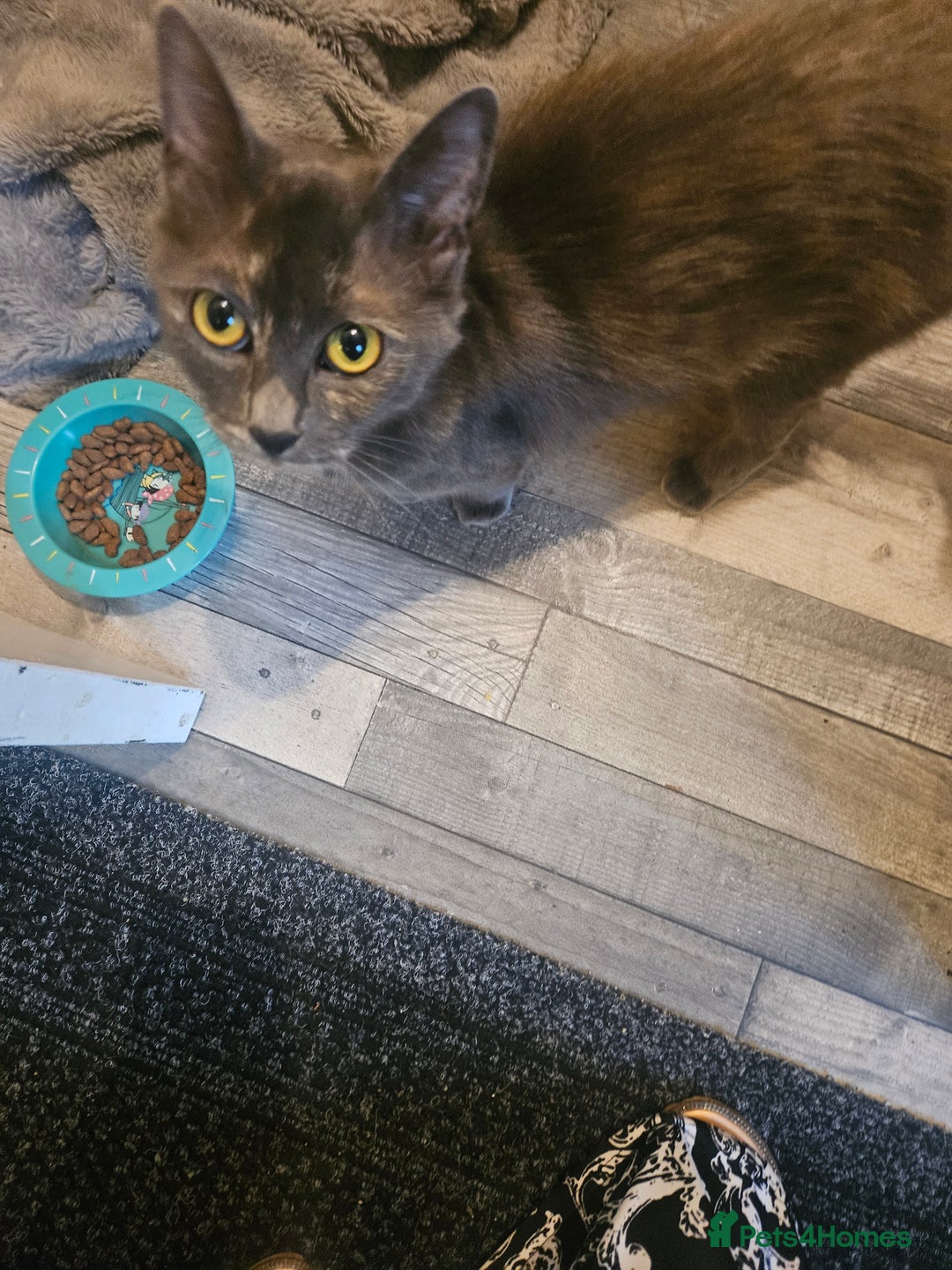 Maine Coon cats for sale: 2 females  - Image 3