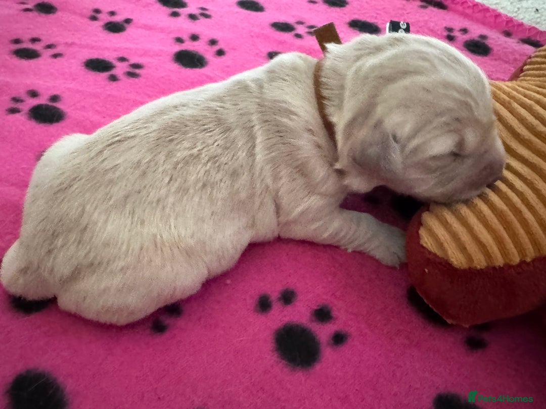 Golden Retriever dogs for sale: KC Registered Goldens born on  **  Day - Advert 6