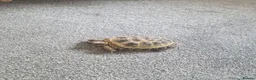 Hermann Tortoise reptiles for sale: Hermann Tortoise  - Advert 3