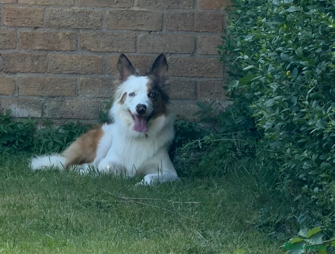 Welsh Collie dogs for sale: Welsh Collie - Advert 2