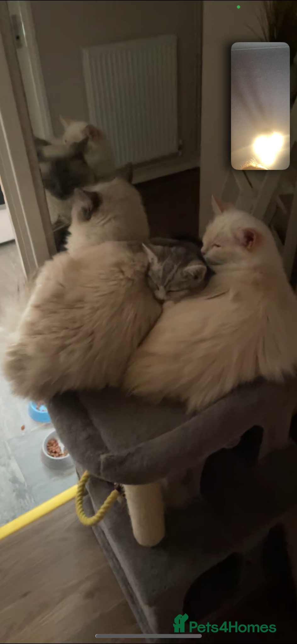 Ragdoll cats 3 baby ragdoll kittens  - Advert 1