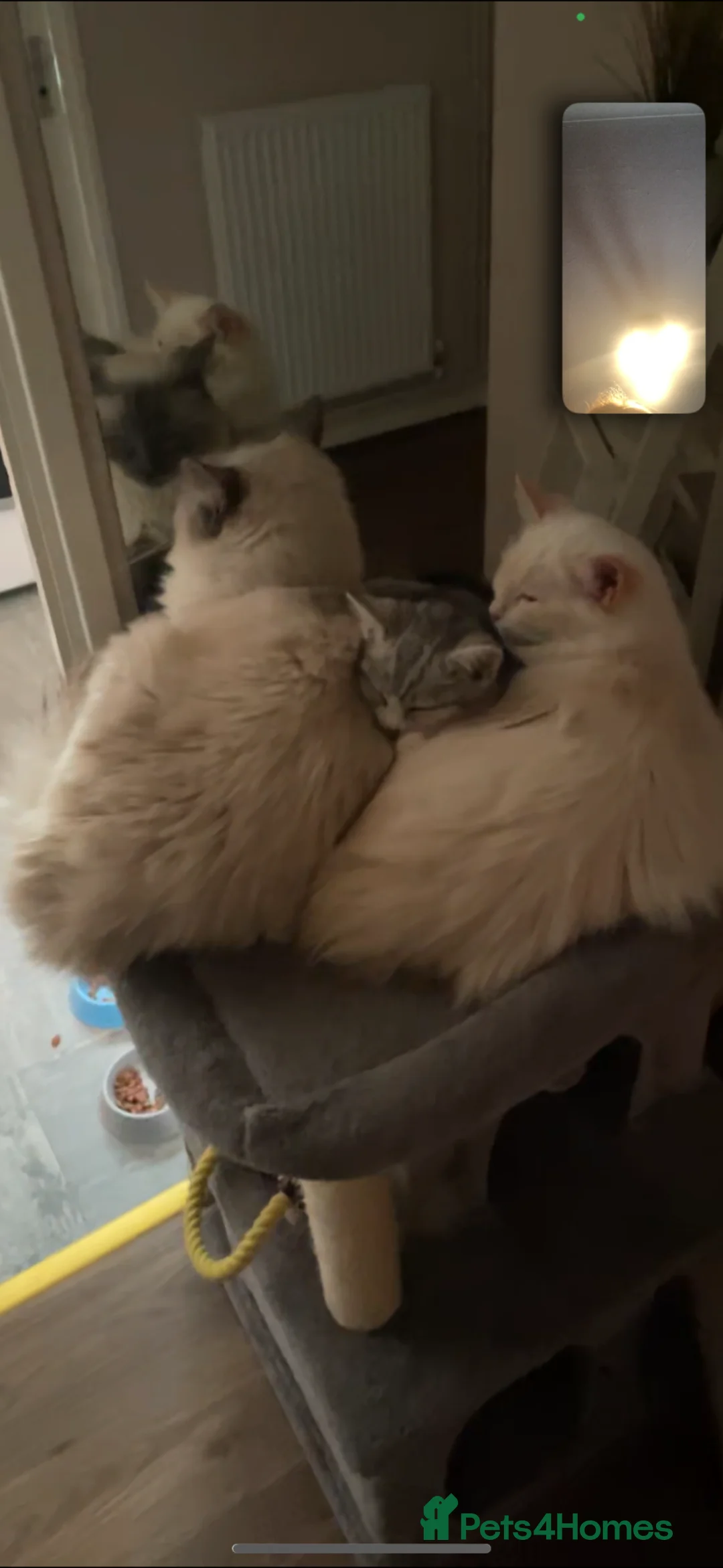 Ragdoll cats for sale: 3 baby ragdoll kittens  - Advert 1
