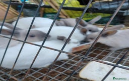 Rex rabbits for sale: Baby Rex Rabits  - Image 1