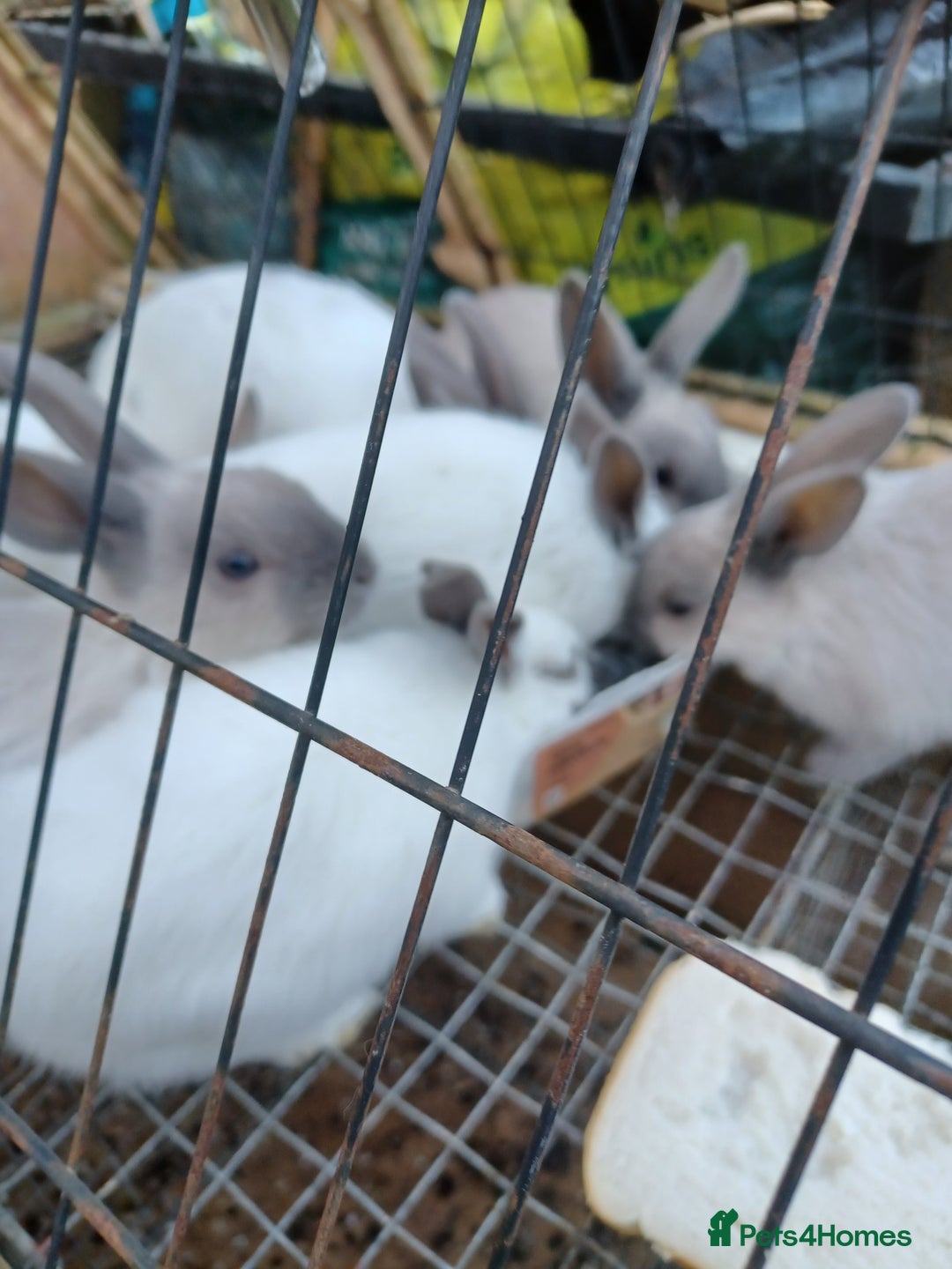 Rex rabbits for sale: Baby Rex Rabits  - Image 1