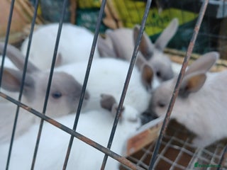 Rex rabbits - Advert 2