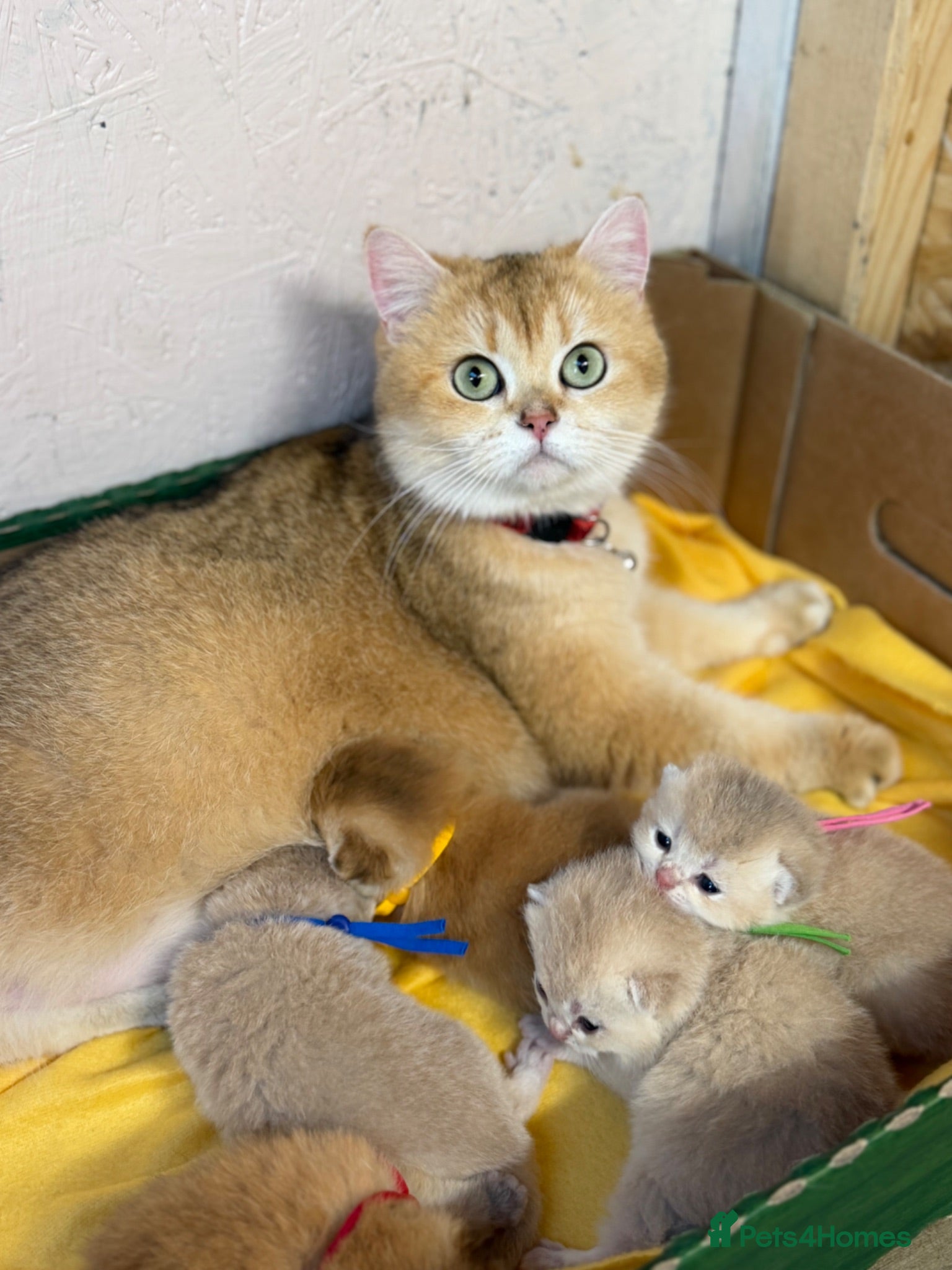 British Shorthair cats British shorthair blue/black golden kittens GCCF  - Advert 16