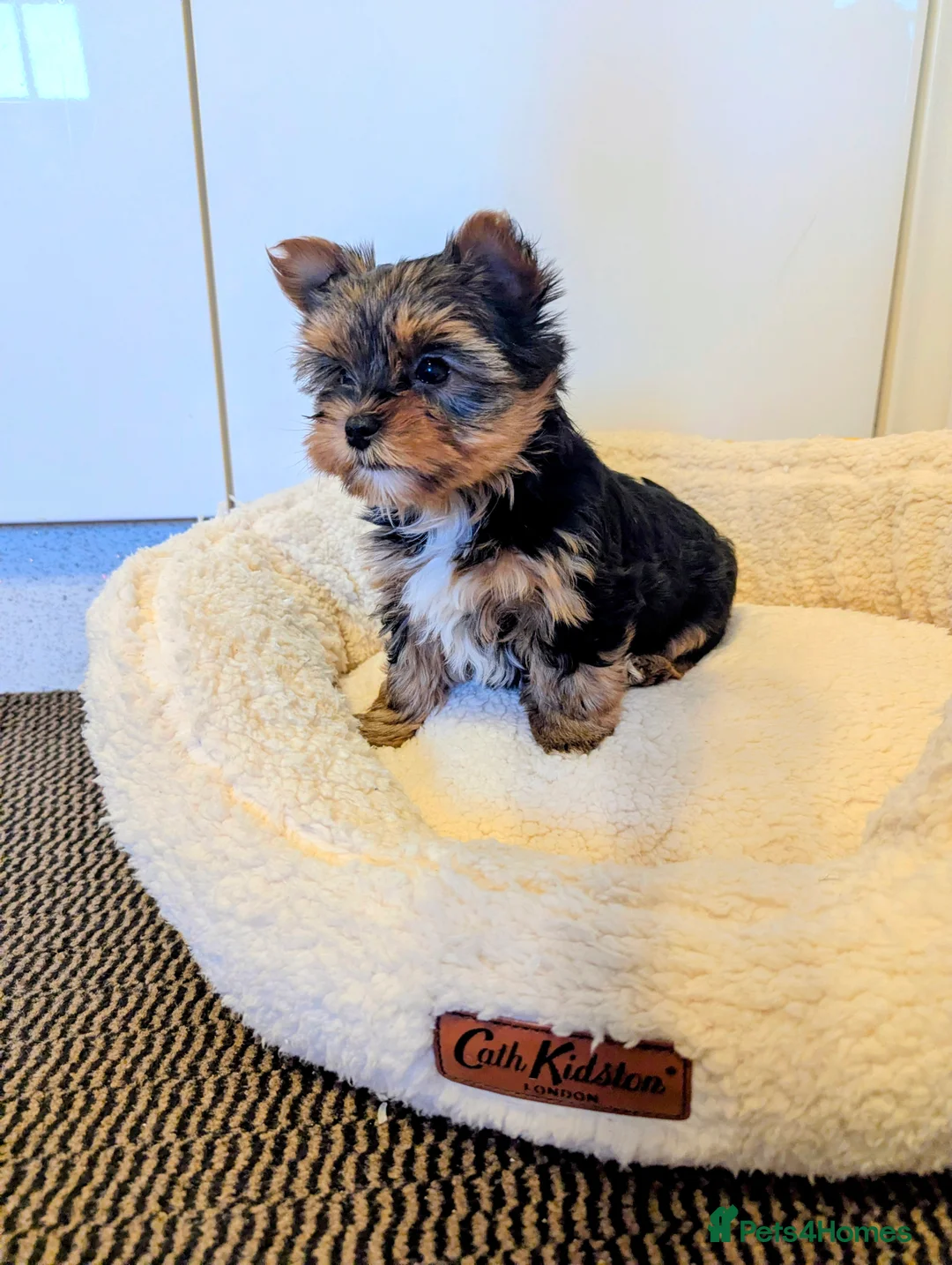 Yorkshire Terrier dogs for sale: Little bundles of joy available  - Advert 24