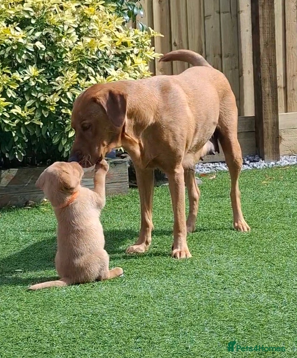Labrador Retriever dogs Red fox Labrador puppies. 2 girls available  - Advert 2