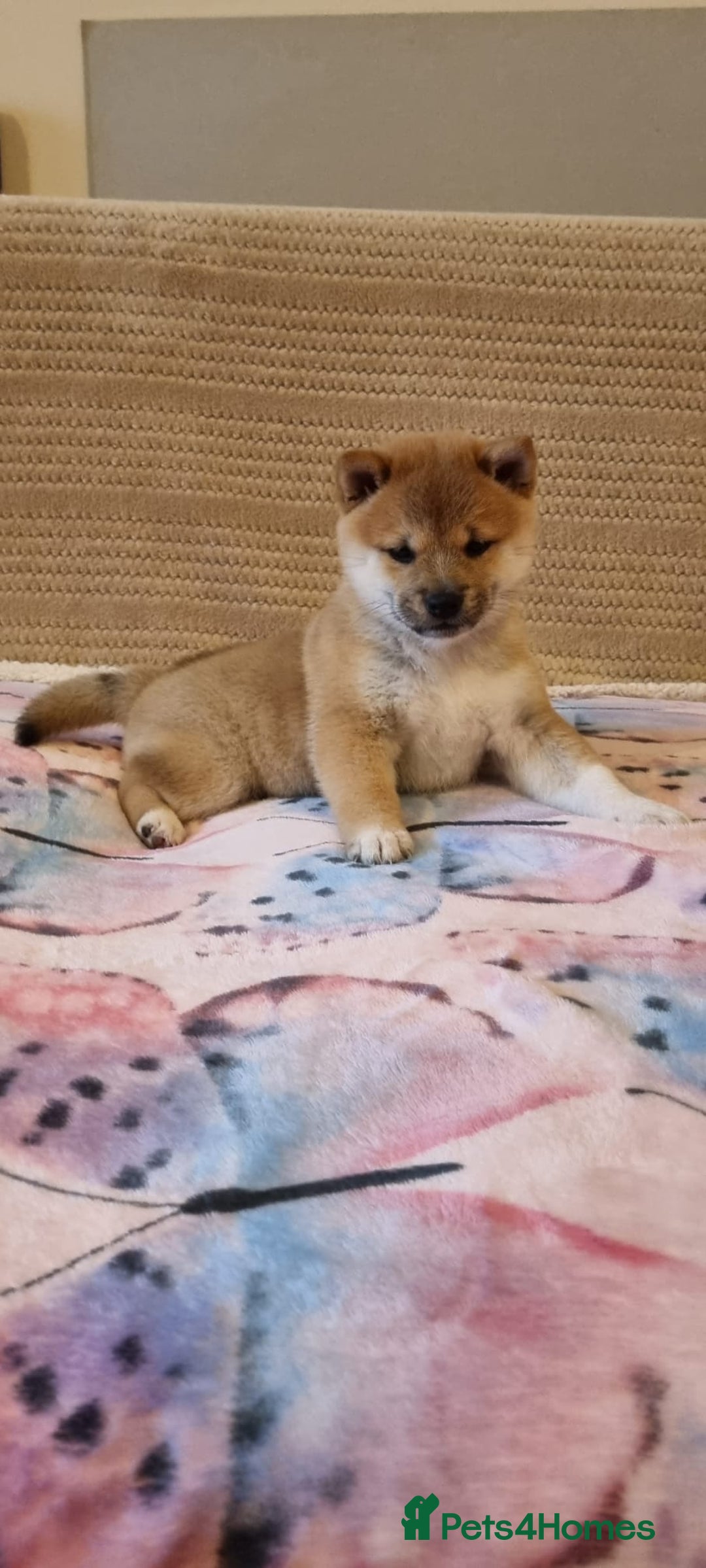 Japanese Shiba Inu dogs for sale: Beautiful Japanese Shiba Inu Puppies - Image 11