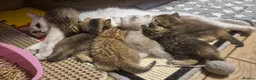 British Shorthair cats for sale: British Shorthairs  - Advert 2