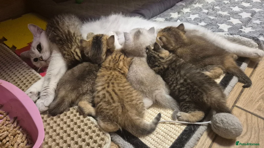 British Shorthair cats for sale: British Shorthairs  - Advert 2