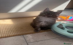 Maine Coon cats for sale: Beautiful Maine coon kittens TICA registered  - Image 8