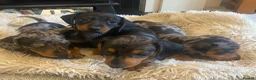Miniature Dachshund dogs for sale:  KC Reg Miniature Dachshund Puppies - Advert 8