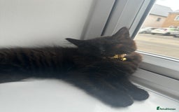 British Longhair cats for sale: 4 month old kitten for rehoming  - Image 3