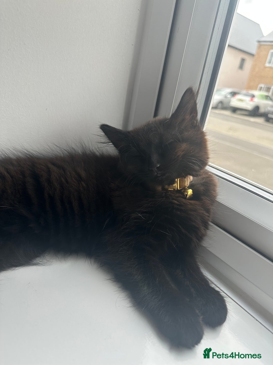 British Longhair cats for sale: 4 month old kitten for rehoming  - Image 3
