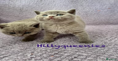 British Shorthair cats - Advert 10
