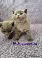 British Shorthair cats - Advert 10
