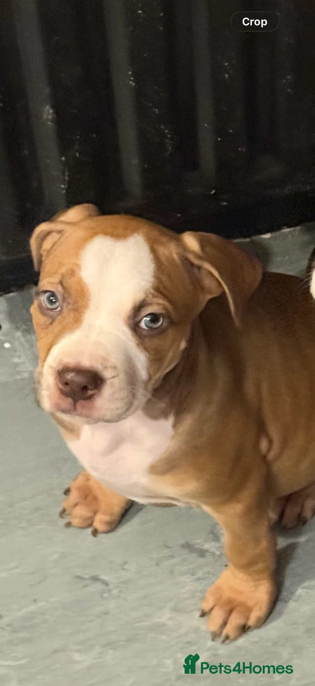 Mixed Breed dogs for sale: Cane Corso mixed  - Advert 9