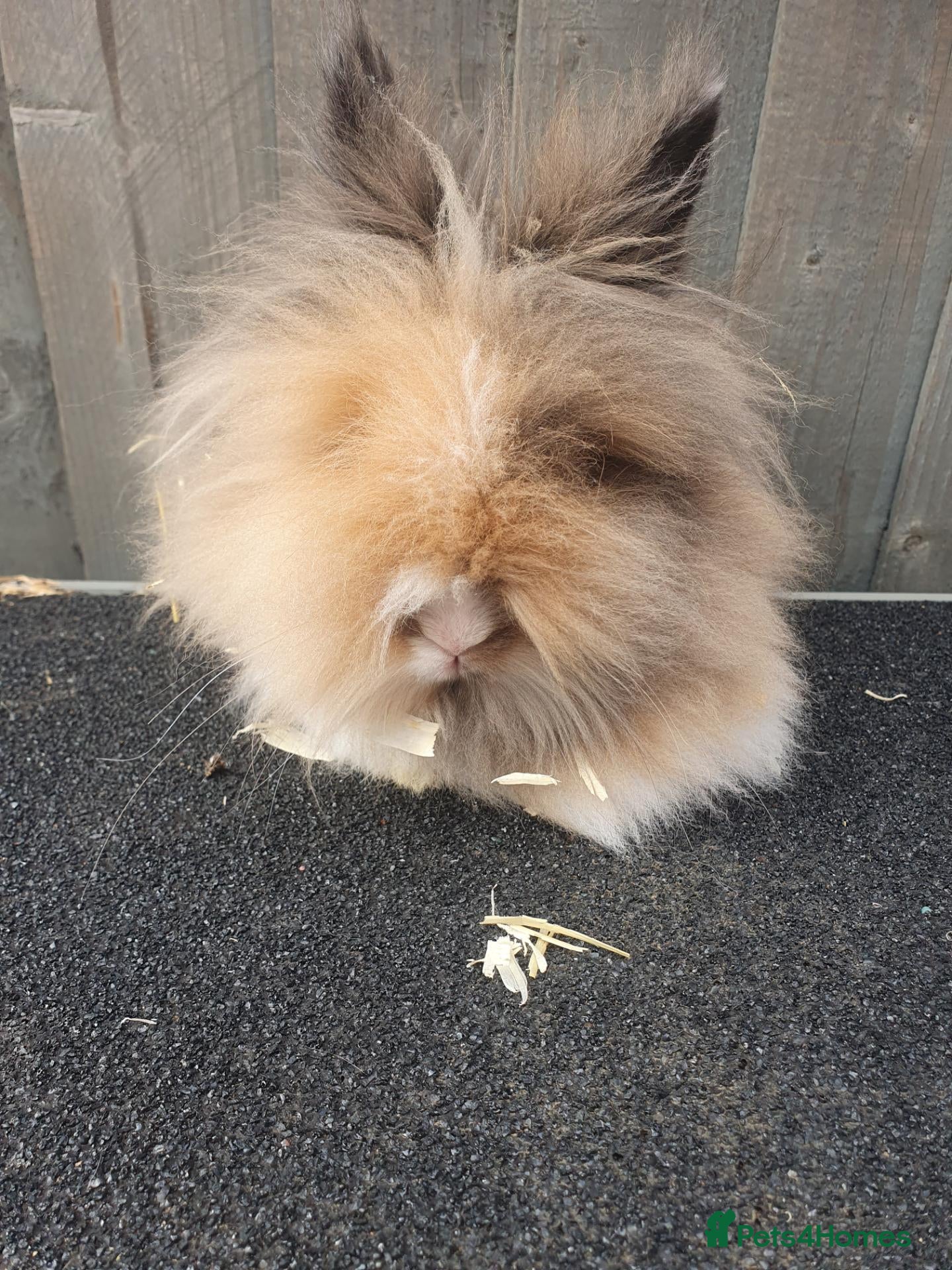 Lionhead rabbits Various lionhead bunnies  - Advert 13