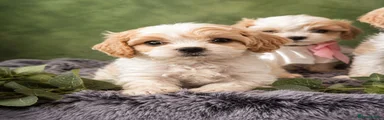 Cavapoochon 3