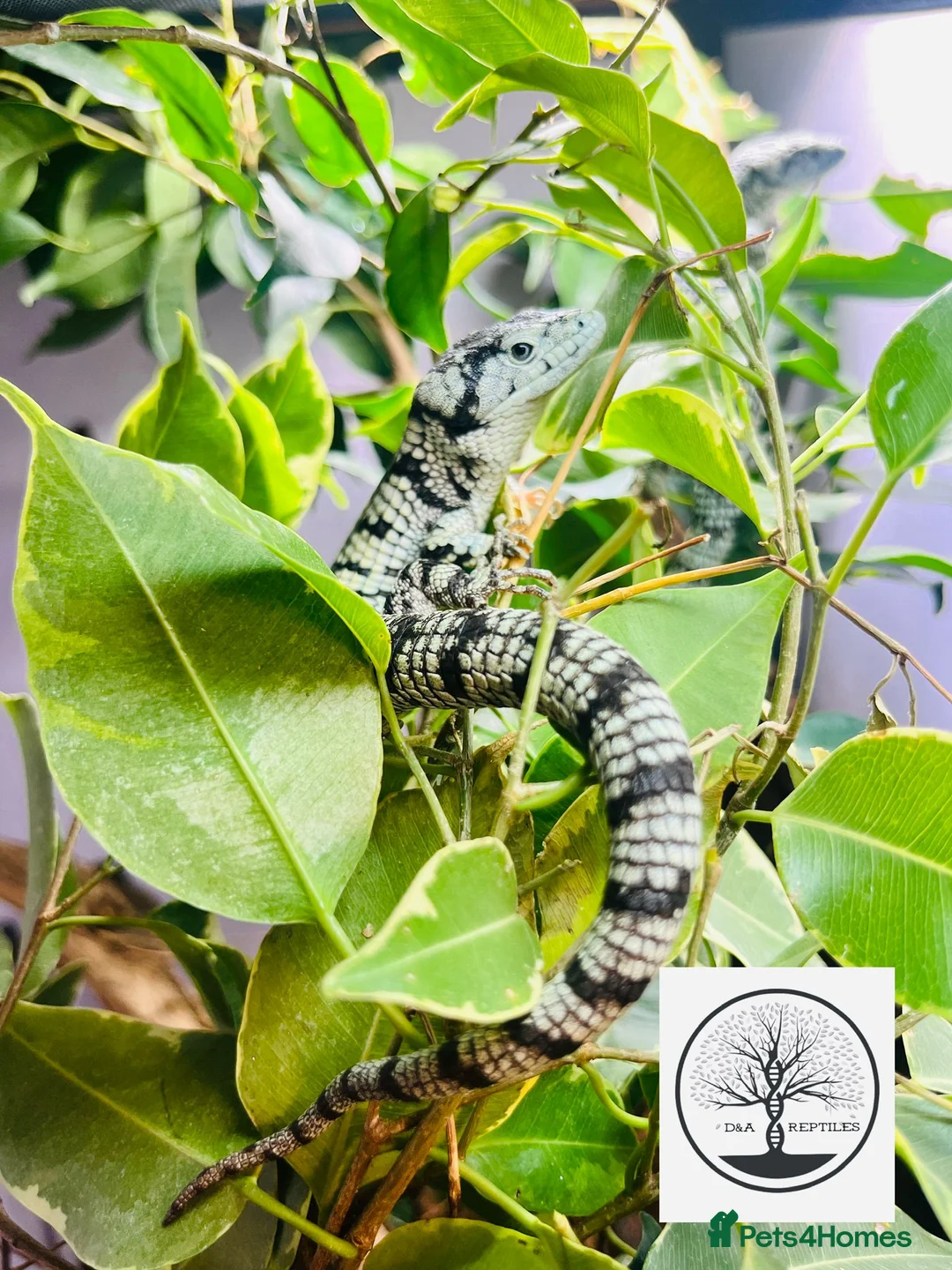 Lizard reptiles for sale: Proven male Abronia taeniata  in Leeds - Advert 3
