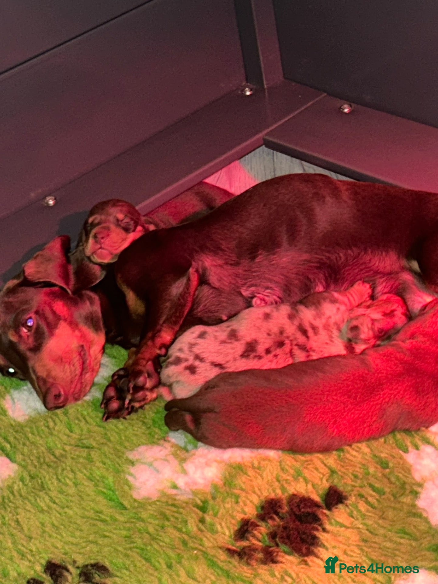 Miniature Dachshund dogs Kc reg miniature dachshund  - Advert 15