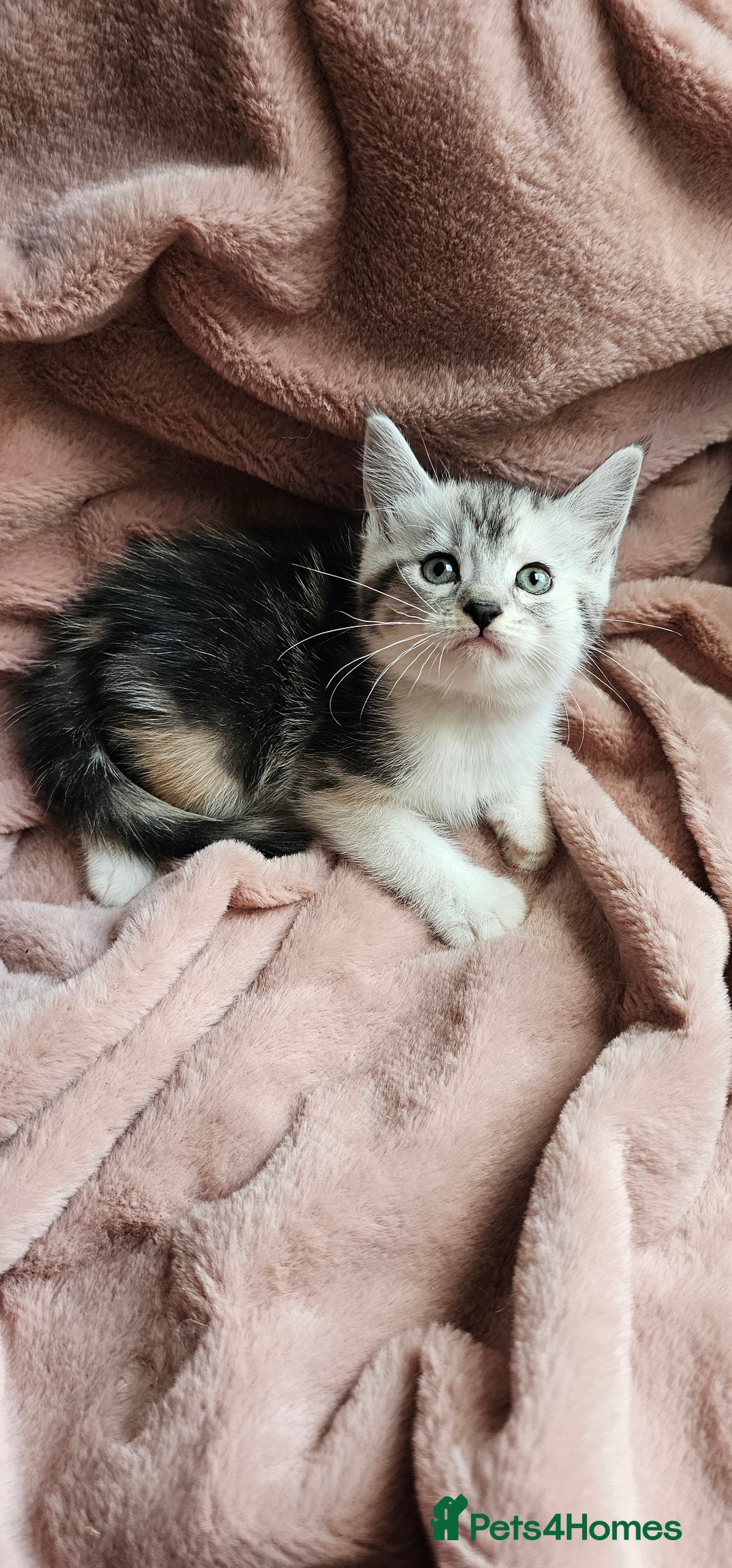 Maine Coon cats for sale: Half Maine Coon kittens - Advert 11