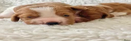 Welsh Springer Spaniel dogs for sale: KC Reg Welsh Springer Spaniels Fully Health Tested - Advert 27