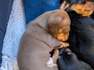 Miniature Dachshund dogs Miniature dashund puppies reserving now - Advert 4