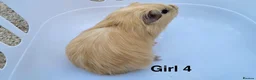 Guinea Pig rodents for sale: Baby Guinea pigs  - Advert 4