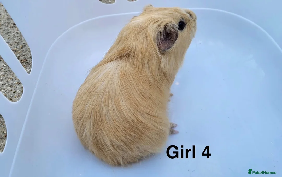 Guinea Pig rodents for sale: Baby Guinea pigs  - Advert 4