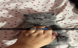 British Shorthair cats for sale: 2 beautiful British shorthair kittens for sale  - Image 2