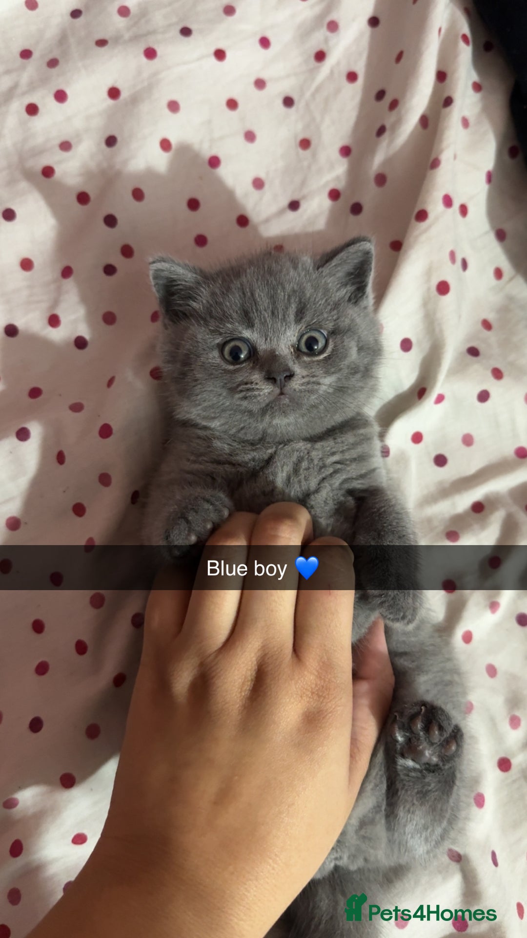 British Shorthair cats for sale: 2 beautiful British shorthair kittens for sale  - Image 2