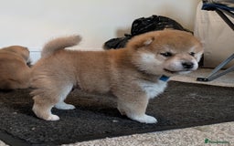 Japanese Shiba Inu dogs for sale: Japanese shiba inu - Image 18