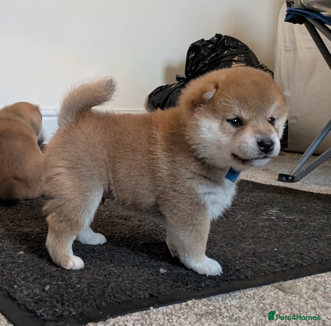 Japanese Shiba Inu dogs for sale: Japanese shiba inu - Image 18