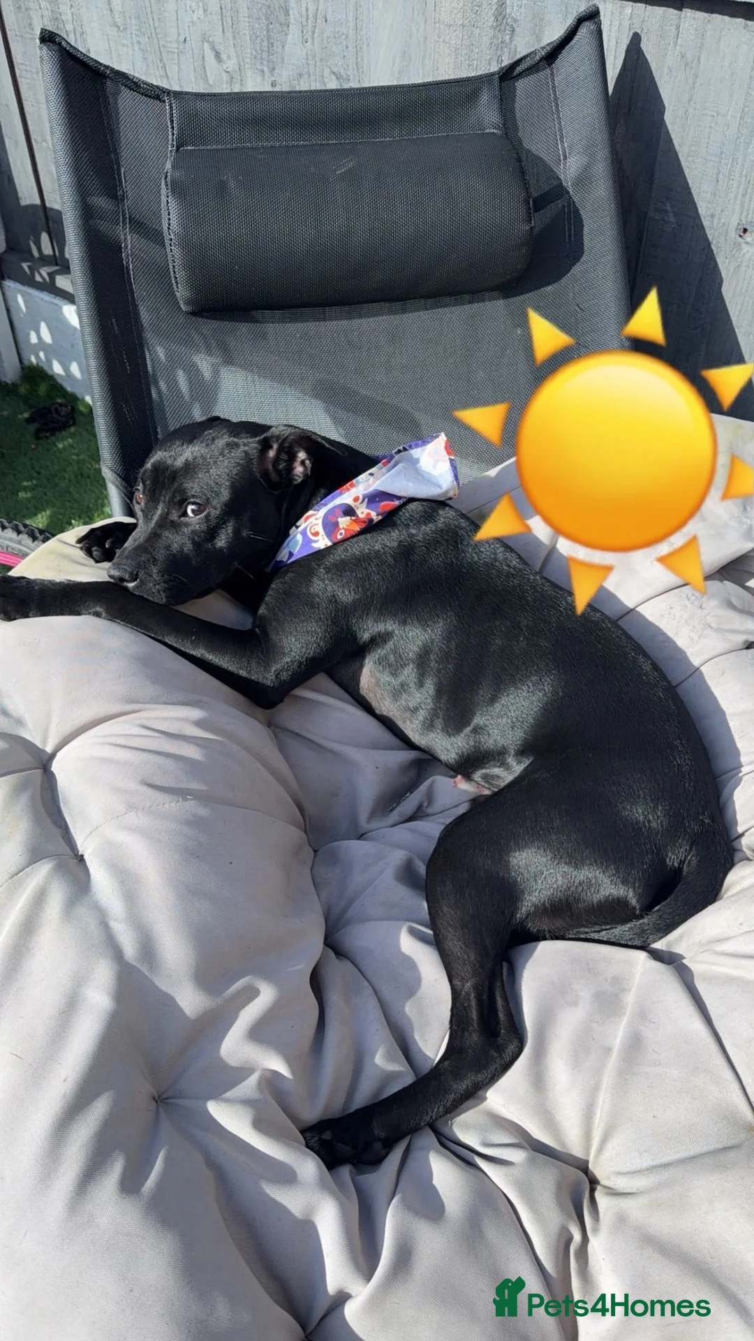 Staffordshire Bull Terrier dogs for sale: Staff terrier - Advert 4