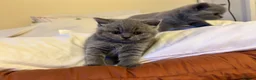 British Shorthair cats for sale: 🐾 Beautiful British Shorthair Kittens 🐾 in Huddersfield - Advert 17