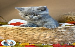 British Shorthair cats for sale: 3 British short hair / long hair kittens  - Image 27