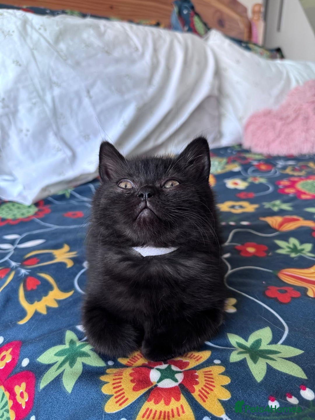 British Shorthair cats for sale: 🐱Last fluffy  British Shorthair Boy🐱 - Advert 14