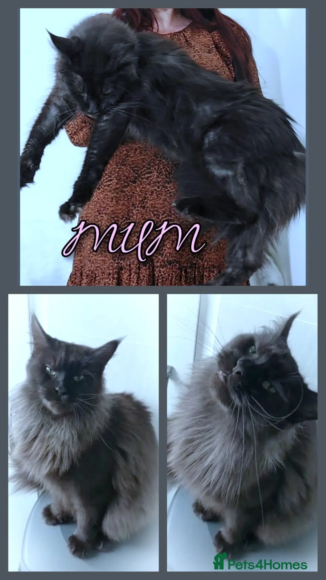 Maine Coon cats for sale: Beautiful Black smoke ACTIVE Maine coon  - Advert 9