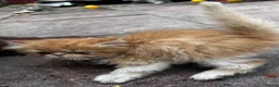 Persian cats for sale: Pure  **  Persian Kittens  in Birmingham - Advert 4