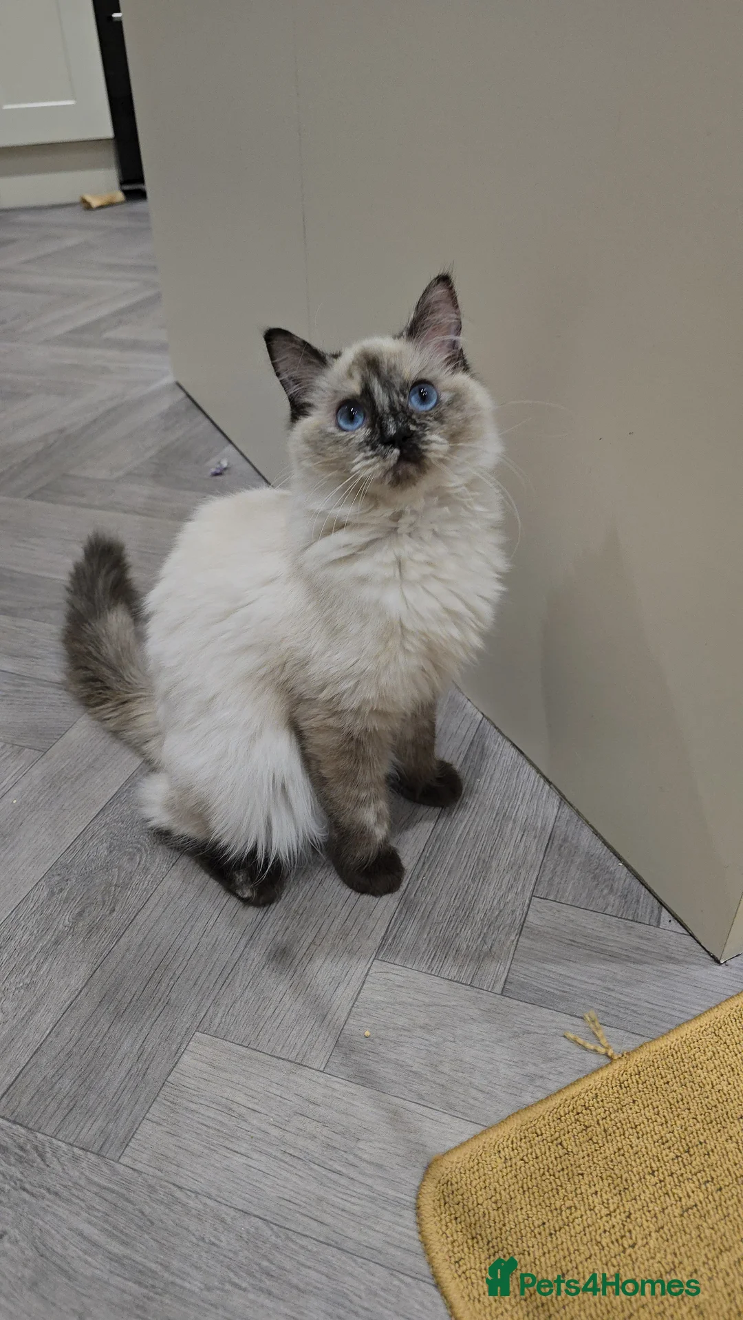 Ragdoll cats for sale: GCCF Registered female. Ready now.  - Advert 4