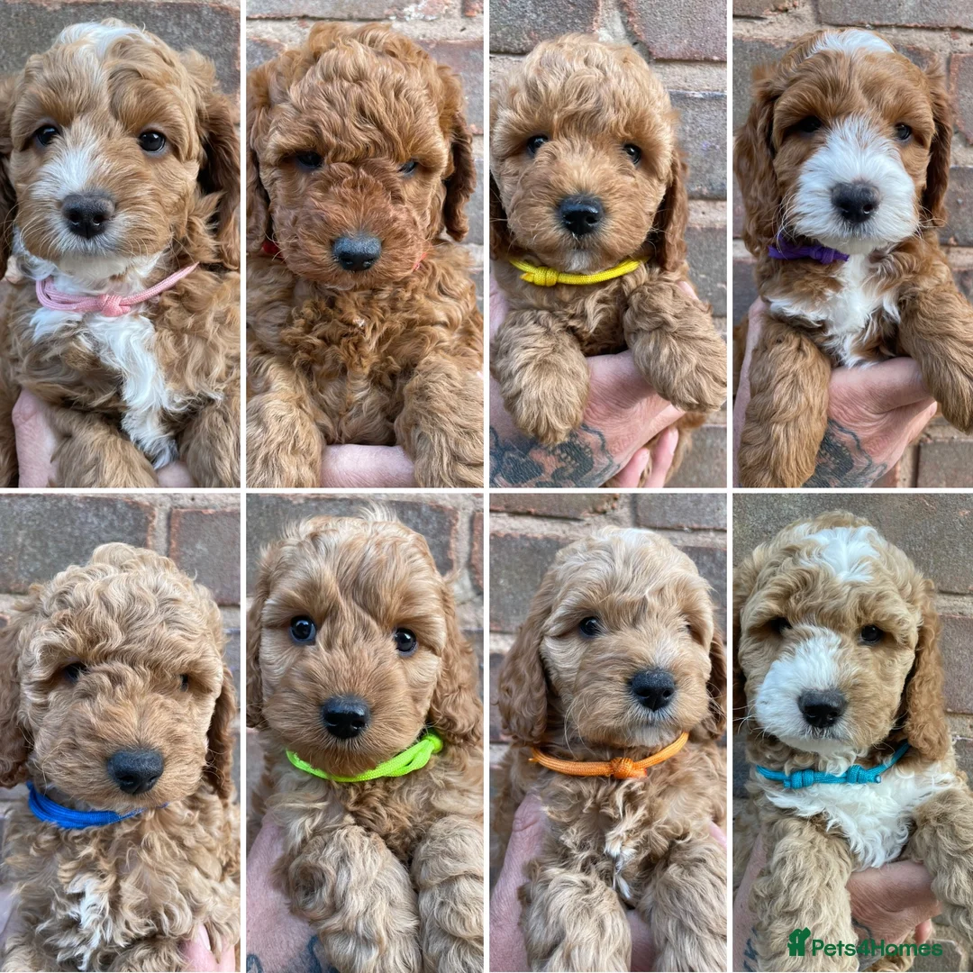 Cockapoo dogs for sale: Cockapoo puppies  - Advert 1