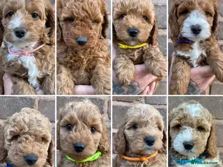 Cockapoo dogs Cockapoo puppies - Advert 1