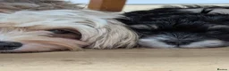 Havanese dogs for sale: Adorable Havanese Puppy Boy Available - Advert 15
