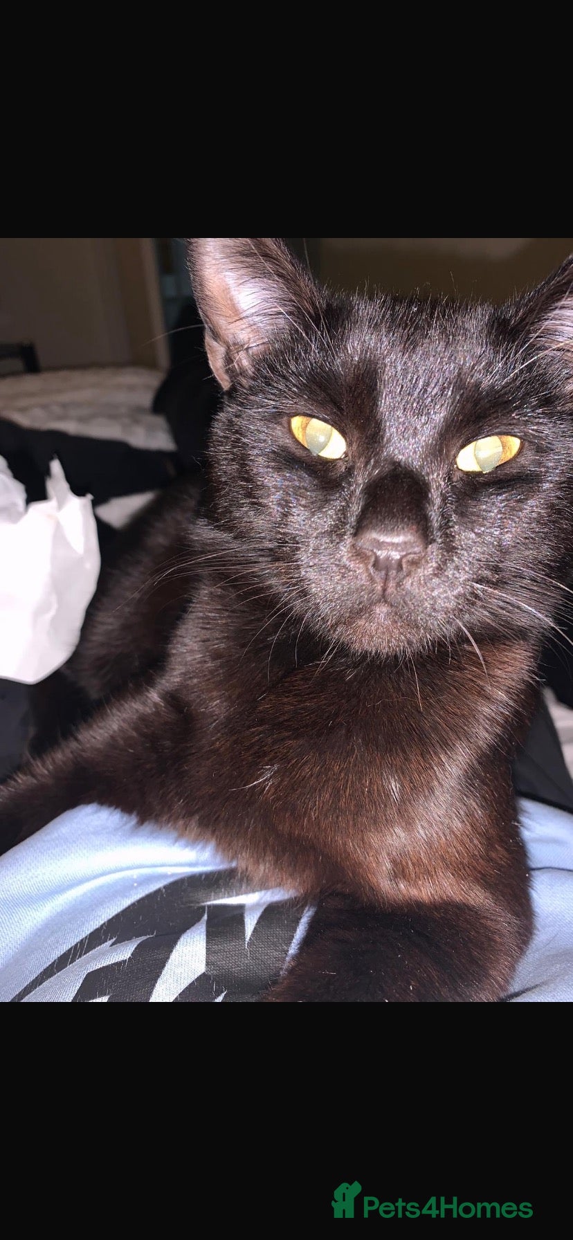 Mixed Breed cats Jerry - Advert 2