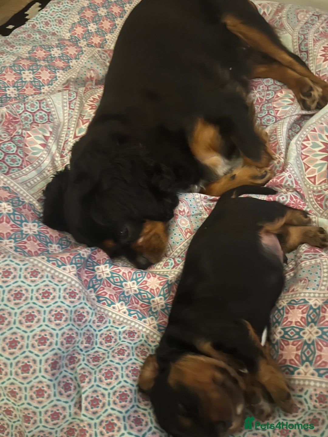 Cavalier King Charles Spaniel dogs for sale: Beautiful King Charles spanial - Image 3
