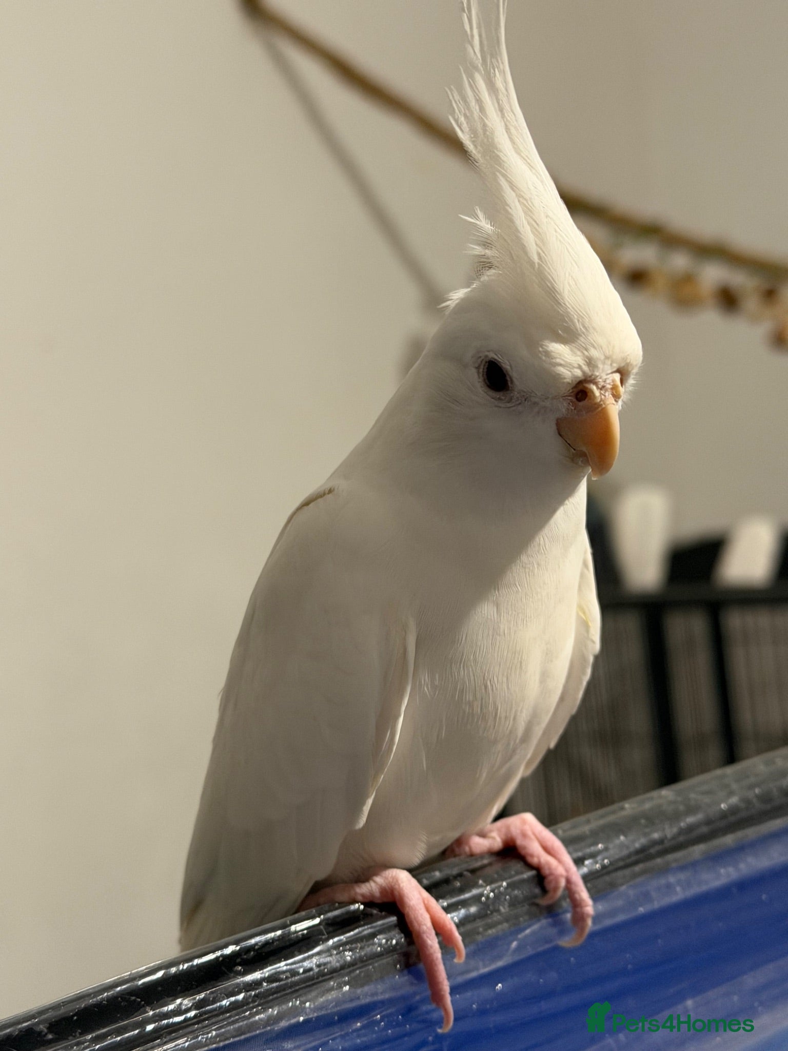 Cockatiels birds Puffball beautiful albino red eye cockatial  - Advert 2