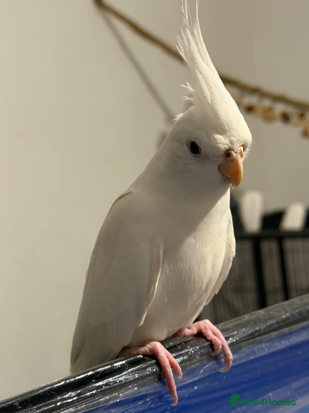 Cockatiels birds for sale: Puffball beautiful albino red eye cockatial  - Advert 1