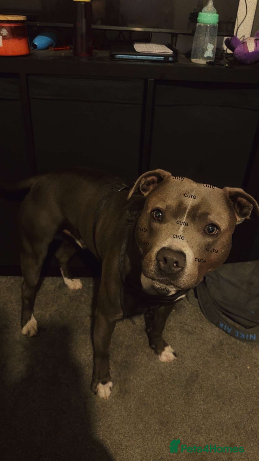 Staffordshire Bull Terrier dogs for sale: Blue  - Image 1